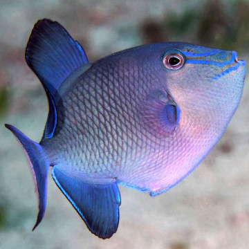 Odonus niger : 8 à 10 cm